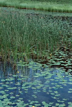 Wetlands